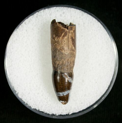 Leidyosuchus Tooth - Cretaceous Crocodile #5859